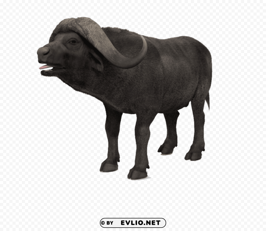 African Buffalo S Free PNG Download