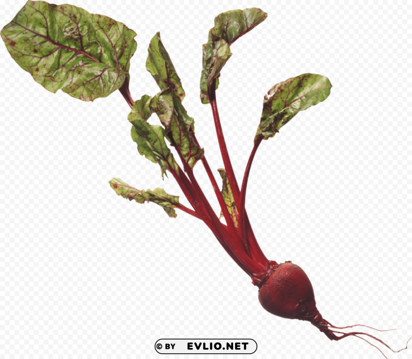 beet Free PNG images with transparent background PNG images with transparent backgrounds - Image ID 6f8c2a0b