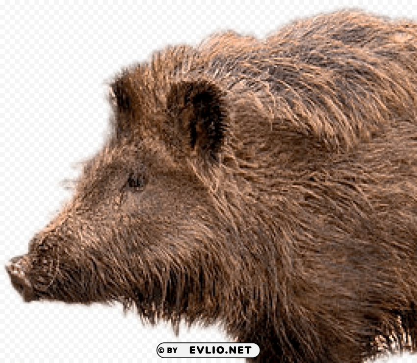 boar Isolated Element with Clear Background PNG