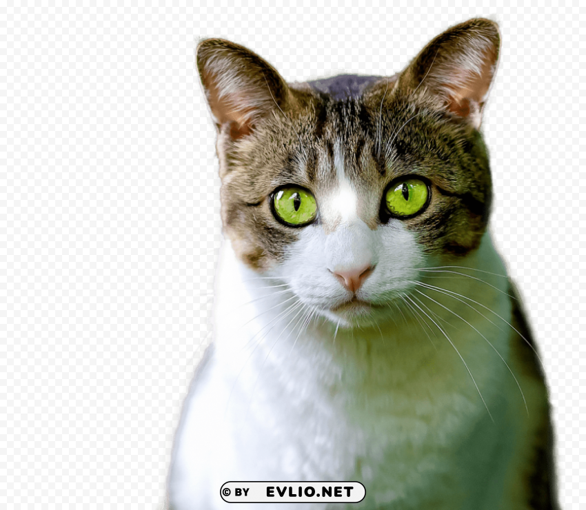 cat green eyes Isolated PNG Item in HighResolution