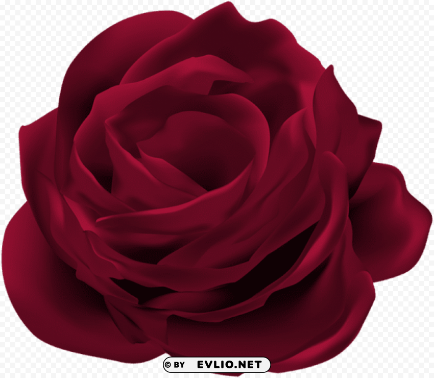 dark red rose flower Transparent PNG images with high resolution
