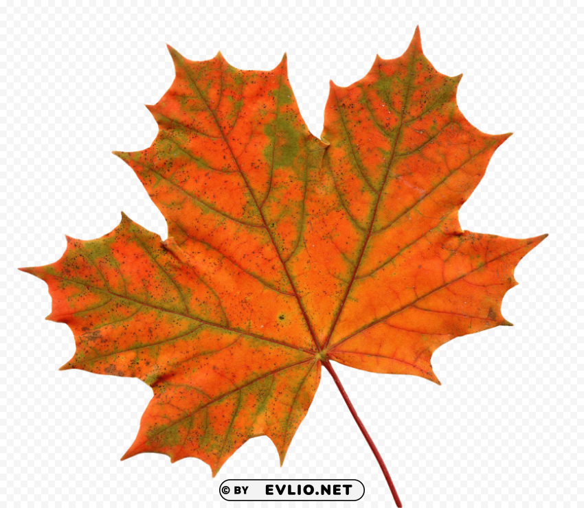 maple leaf Isolated Item on Transparent PNG Format