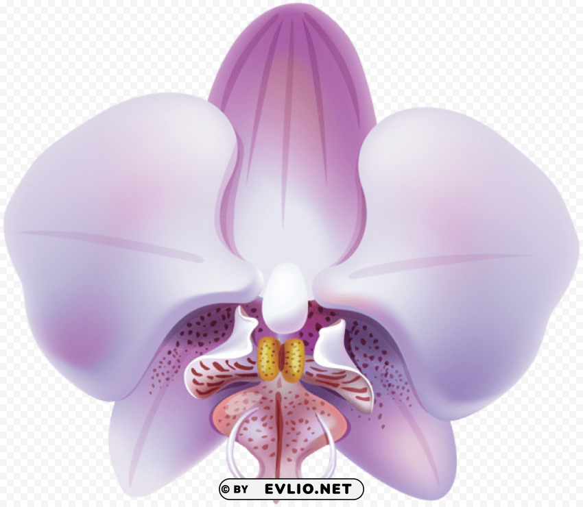 orchid PNG transparent stock images