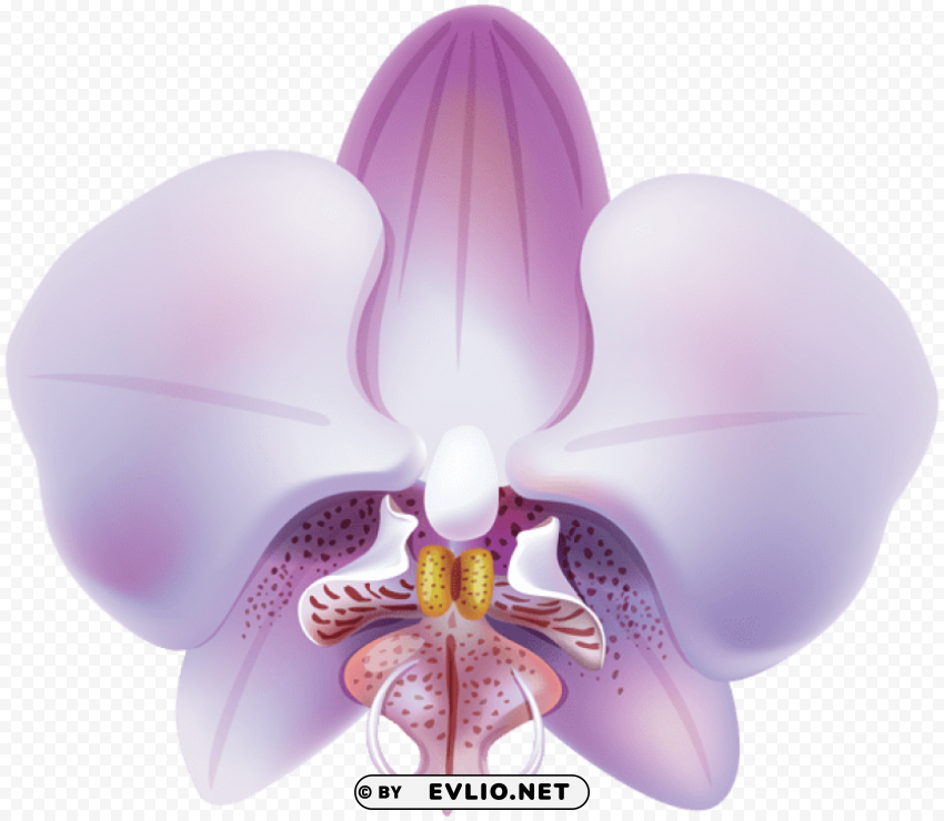 Orchid PNG Transparent Stock Images