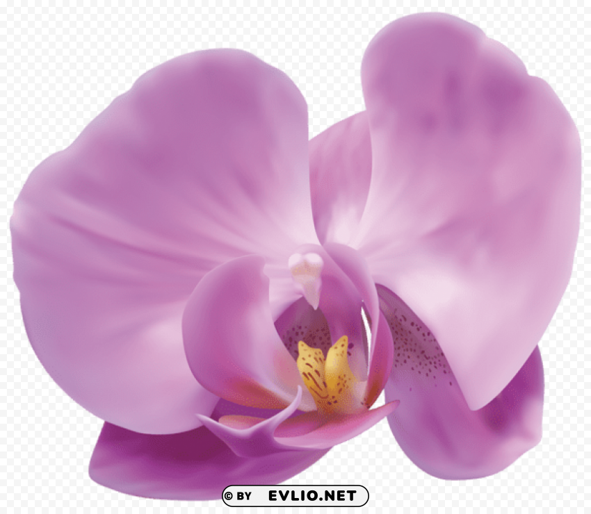 orchid Transparent Background Isolated PNG Character