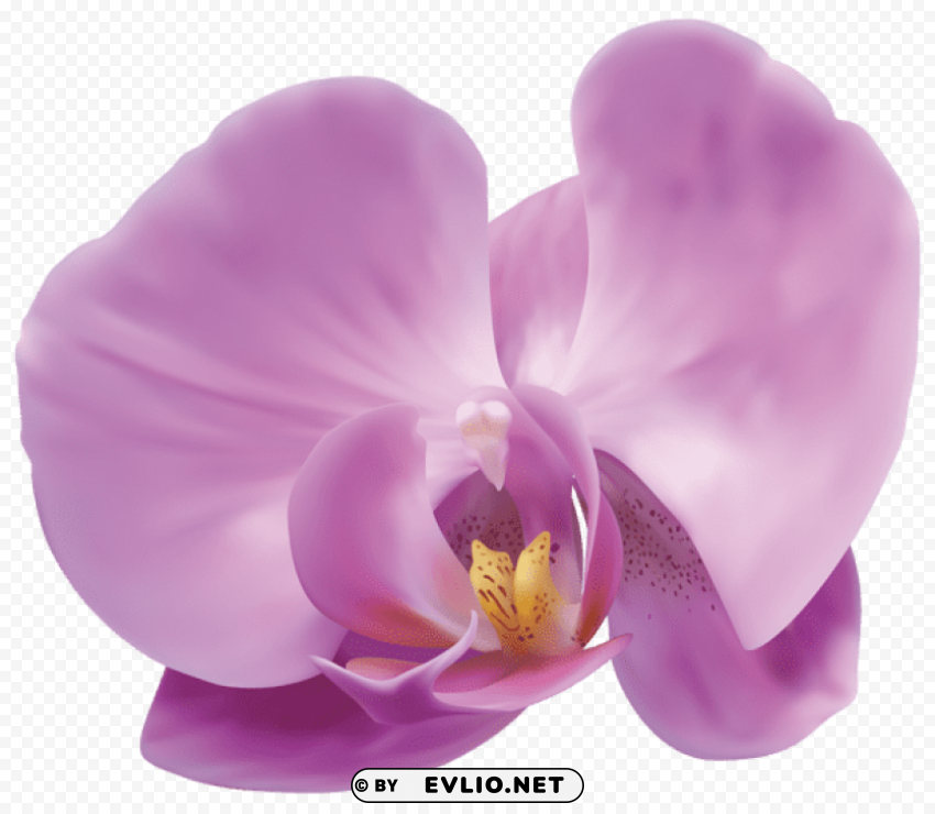 Orchid Transparent Background Isolated PNG Character