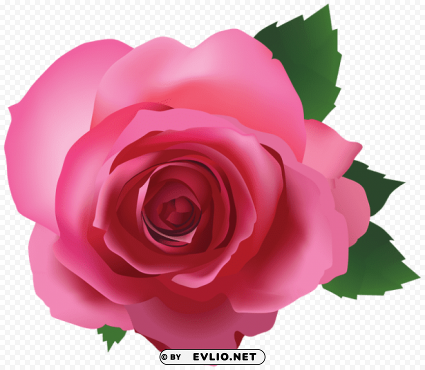 pink rose PNG graphics with clear alpha channel