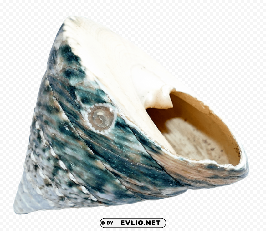 sea ocean shell Transparent Cutout PNG Isolated Element
