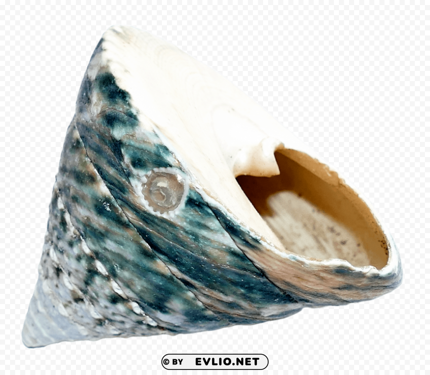 SeaShell Transparent PNG Images With High Resolution