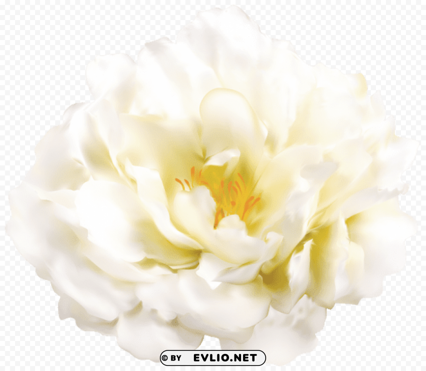 PNG image of white flower Isolated Design in Transparent Background PNG with a clear background - Image ID 4ec32ef3