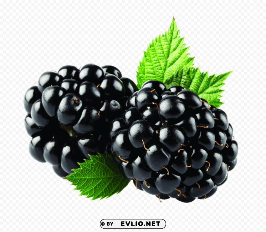blackberry Transparent PNG Isolated Element with Clarity