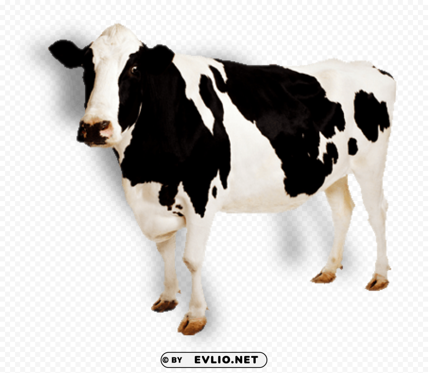 cow HighResolution PNG Isolated Artwork