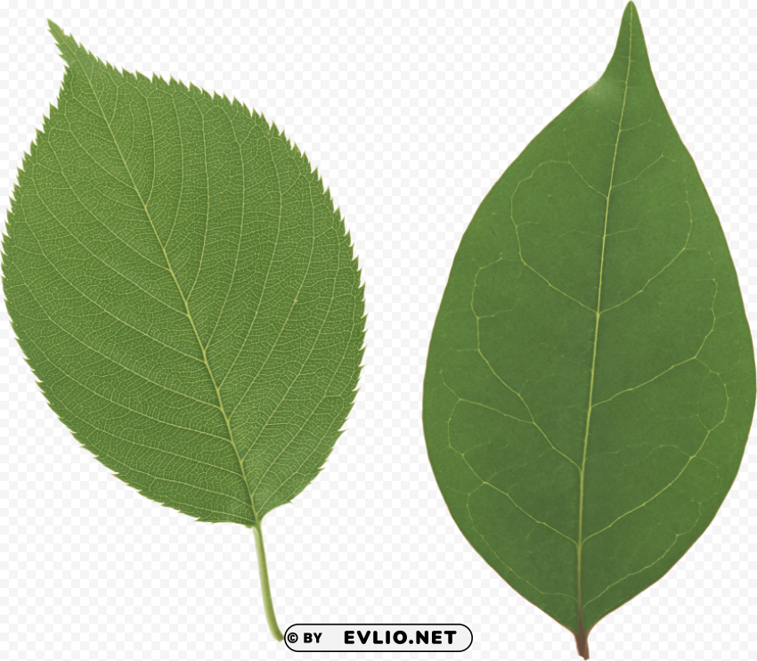 green leaves Free PNG images with alpha channel variety