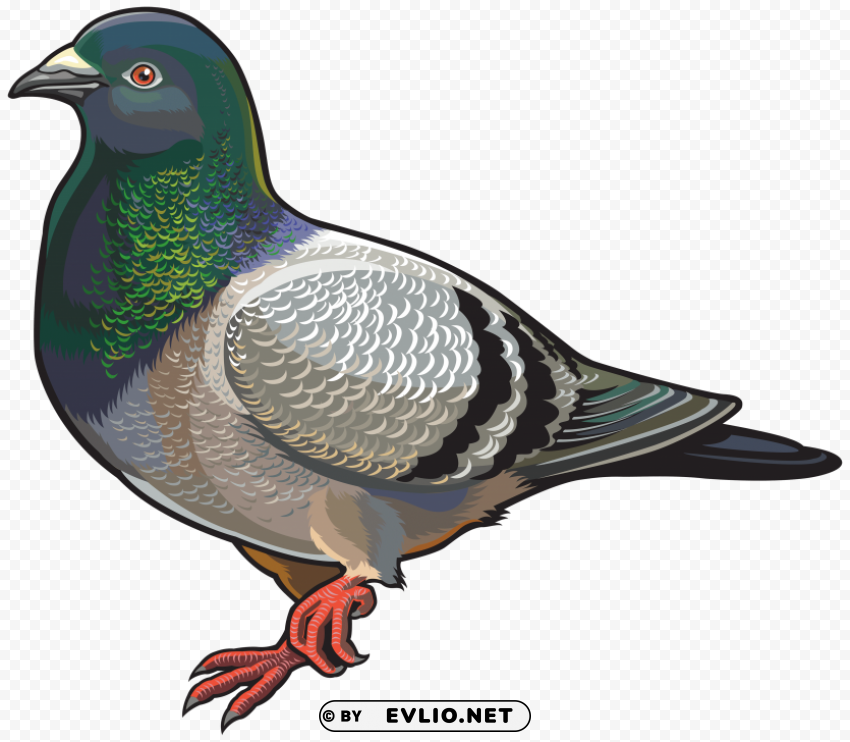 pigeon Isolated Graphic on Clear PNG
