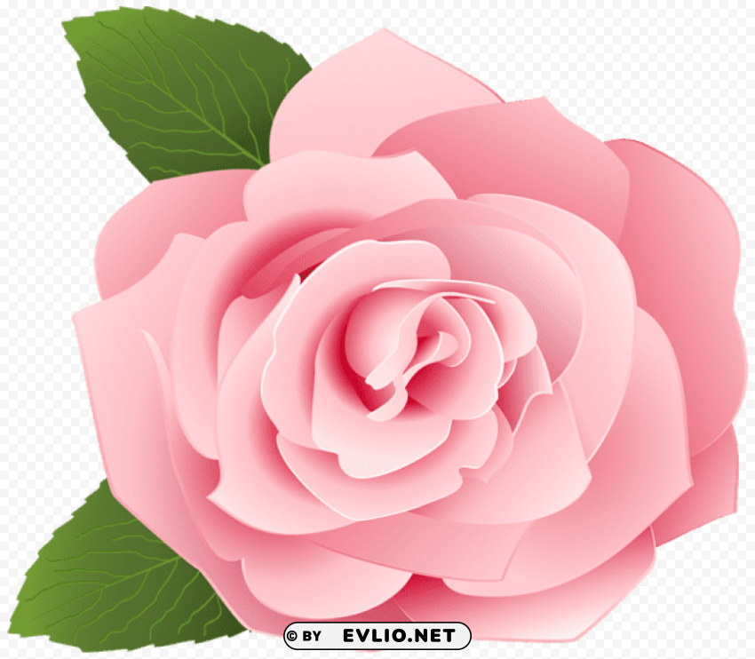 Rose Transparent PNG Graphic With Transparency Isolation