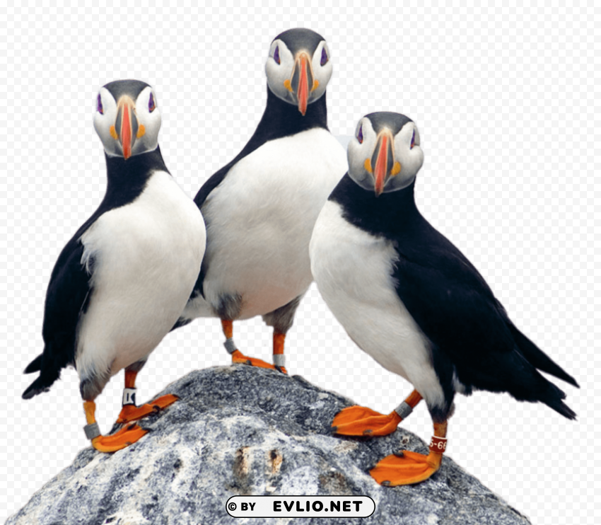 three puffins on a rock PNG photo with transparency
