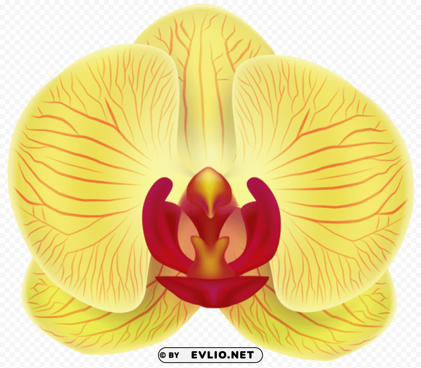 Yellow Orchid PNG Transparent Design Diverse Assortment