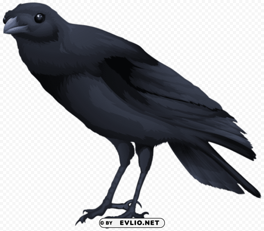 black bird Isolated Artwork in Transparent PNG
