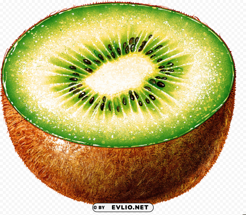 kiwi drawing PNG Isolated Object with Clarity