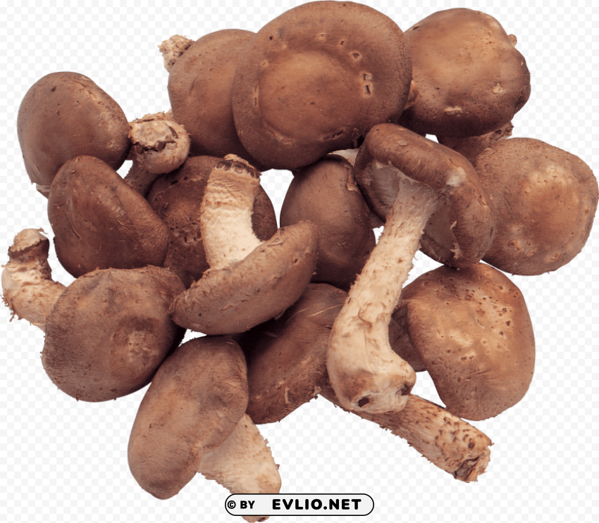 mushroom Isolated PNG Image with Transparent Background