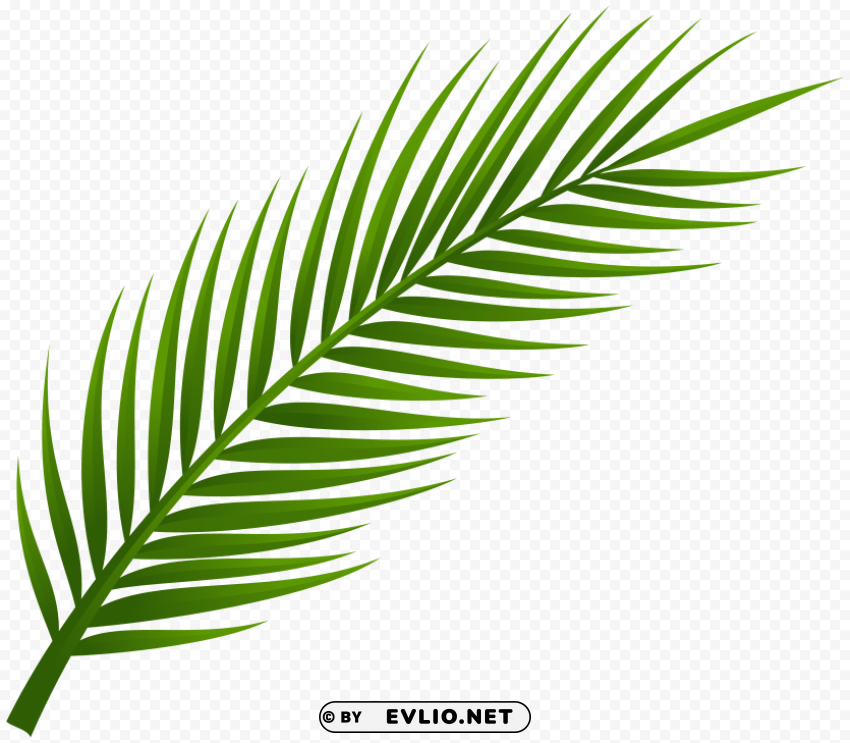 palm tree leaf PNG Image Isolated with Clear Background