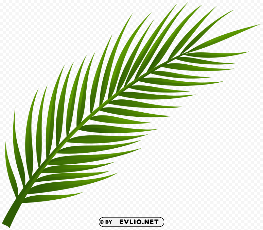 Palm Tree Leaf PNG Image Isolated With Clear Background