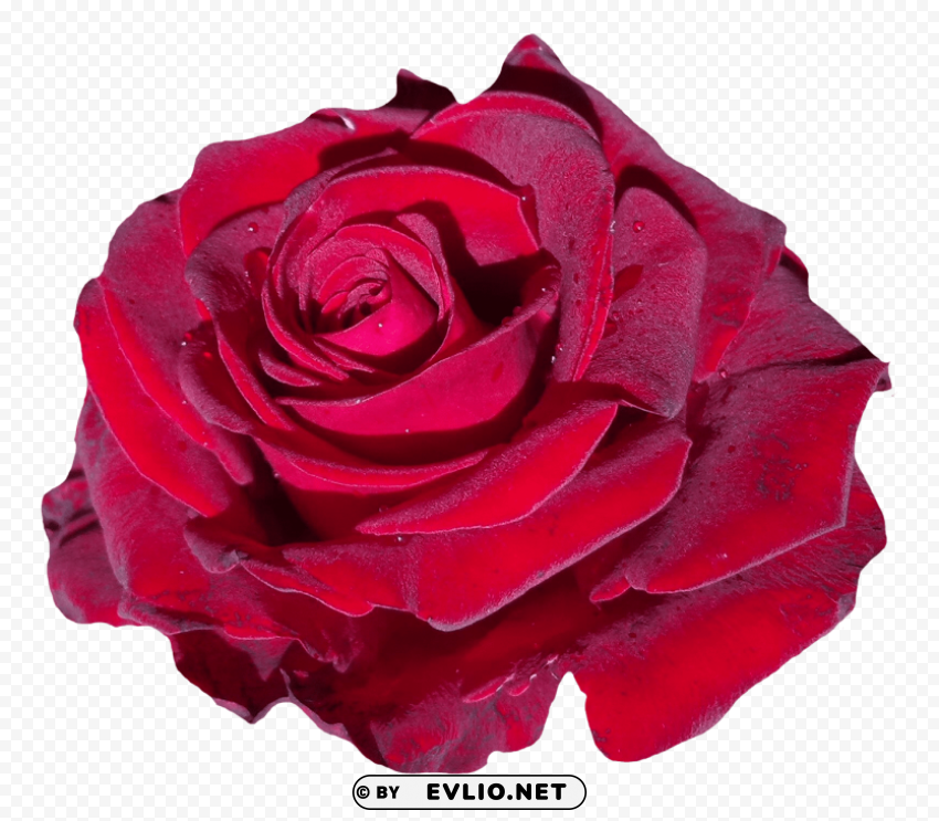 red rose flower PNG pictures with no background required