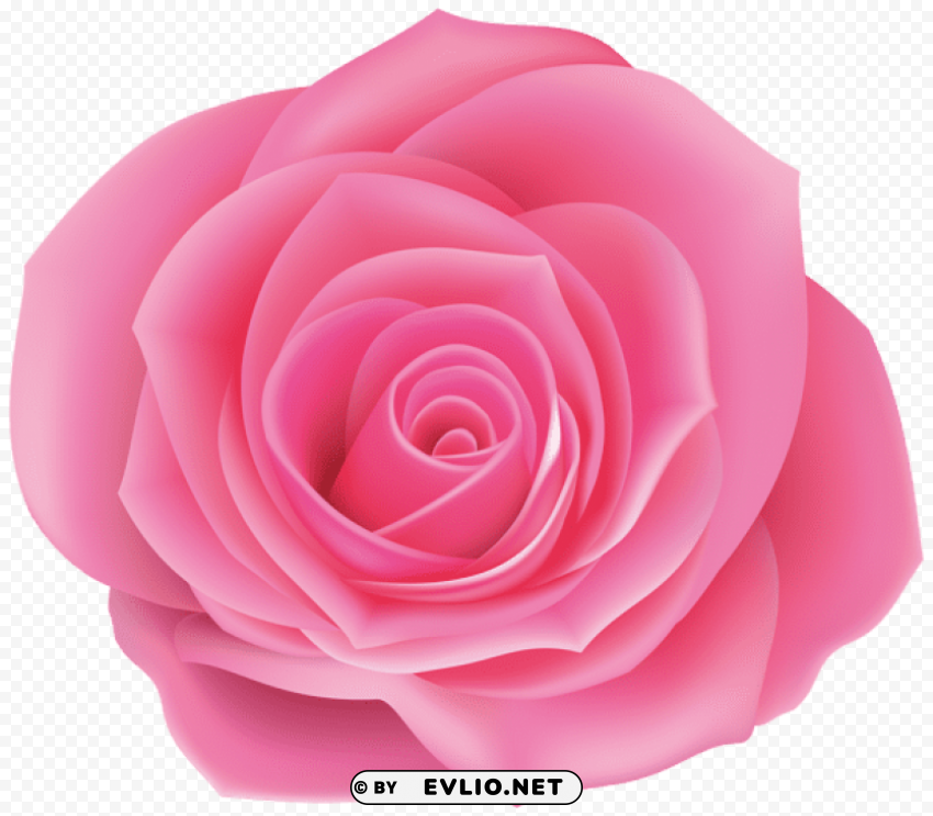 rose pink PNG pictures with no backdrop needed