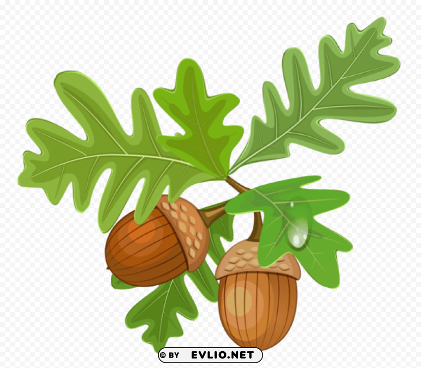 transparent leaves with acorns Clear Background PNG Isolated Graphic Design