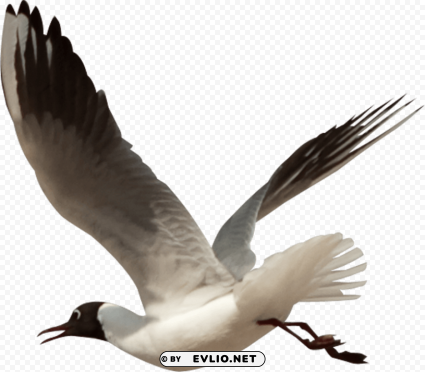 birds PNG Image Isolated on Transparent Backdrop