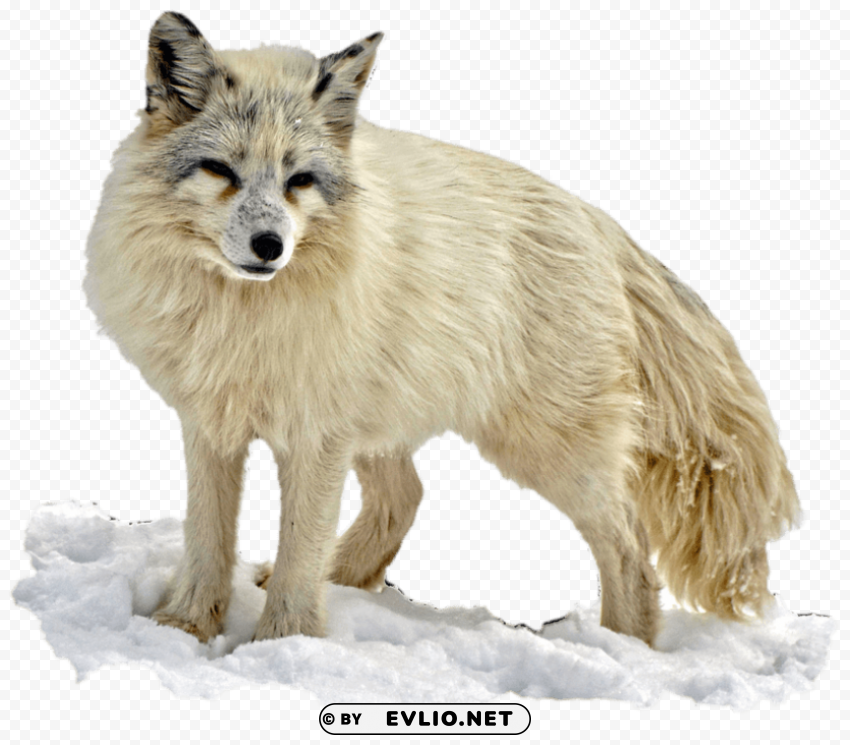 arctic snow fox Isolated Object with Transparent Background in PNG