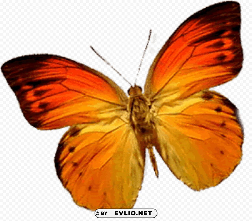 butterfly orange left PNG Isolated Object with Clear Transparency