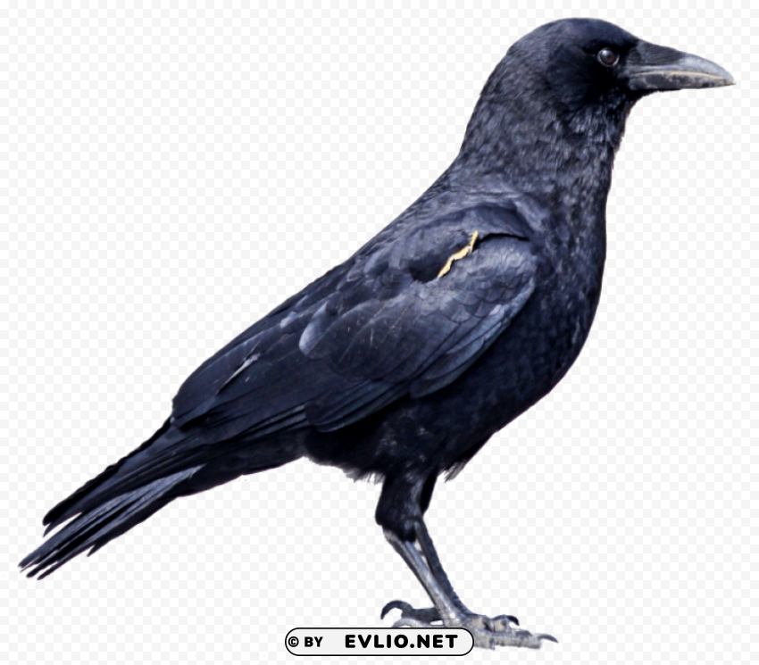 Crow Isolated Object on HighQuality Transparent PNG