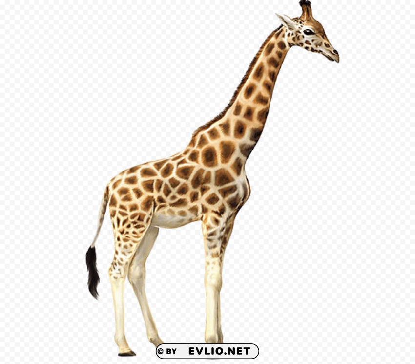 giraffe Free PNG images with alpha transparency comprehensive compilation