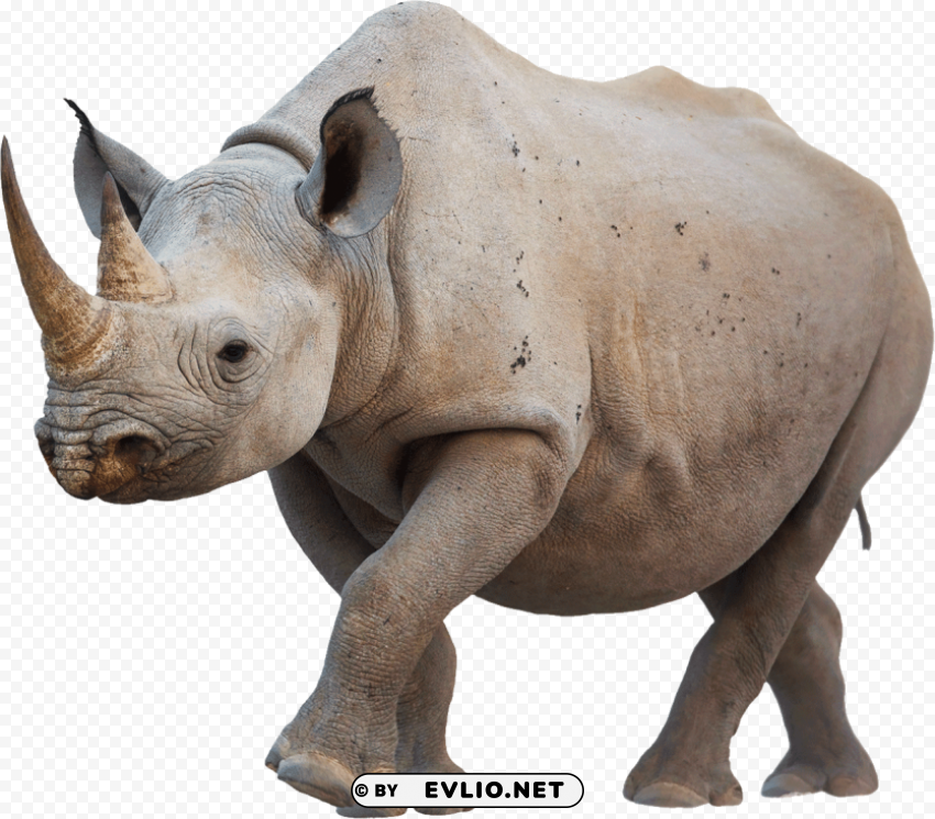 rhino walking PNG Image with Isolated Graphic Element