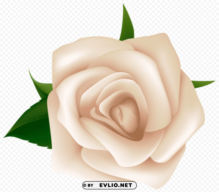 PNG image of white rose PNG images no background with a clear background - Image ID 30e1fd86