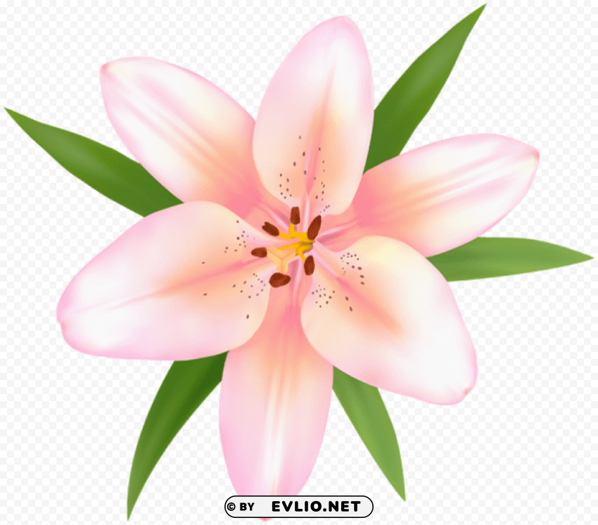 alstroemeria flower Clear PNG pictures comprehensive bundle