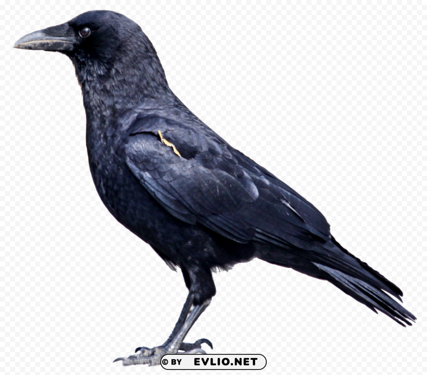 black crow standing PNG file without watermark