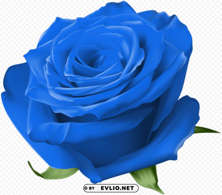 Blue Rose Transparent Background PNG Photos