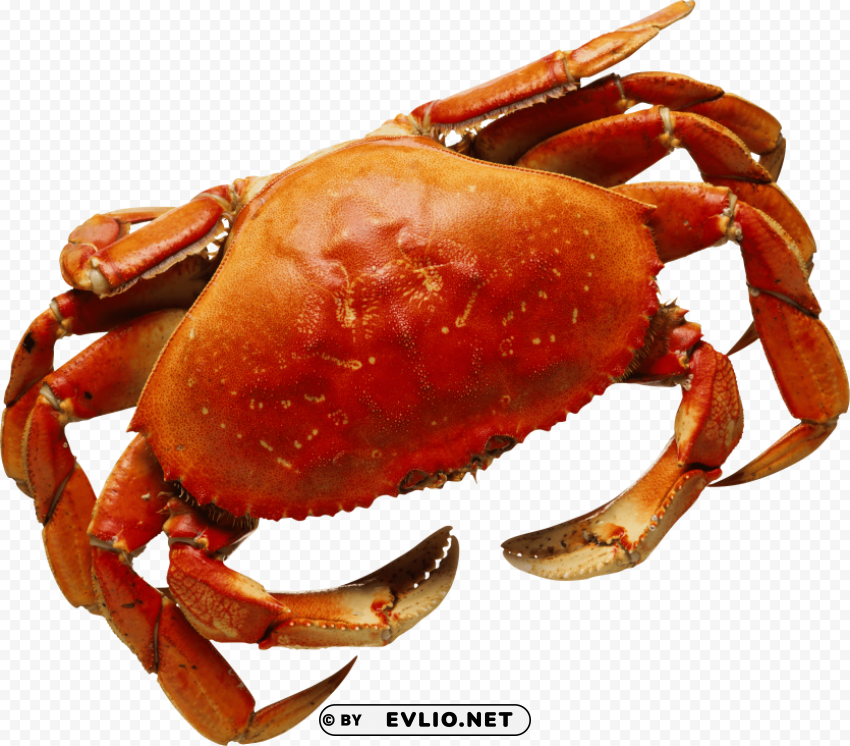 crab Isolated Design Element in HighQuality Transparent PNG