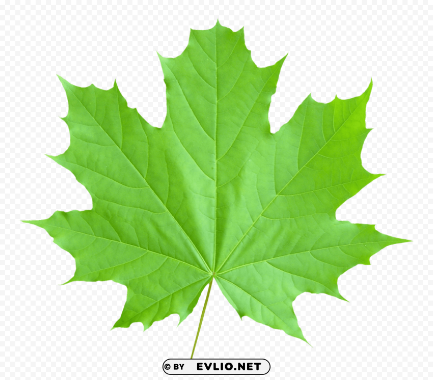 PNG image of maple leaf Isolated Icon on Transparent PNG with a clear background - Image ID cadd9d5b