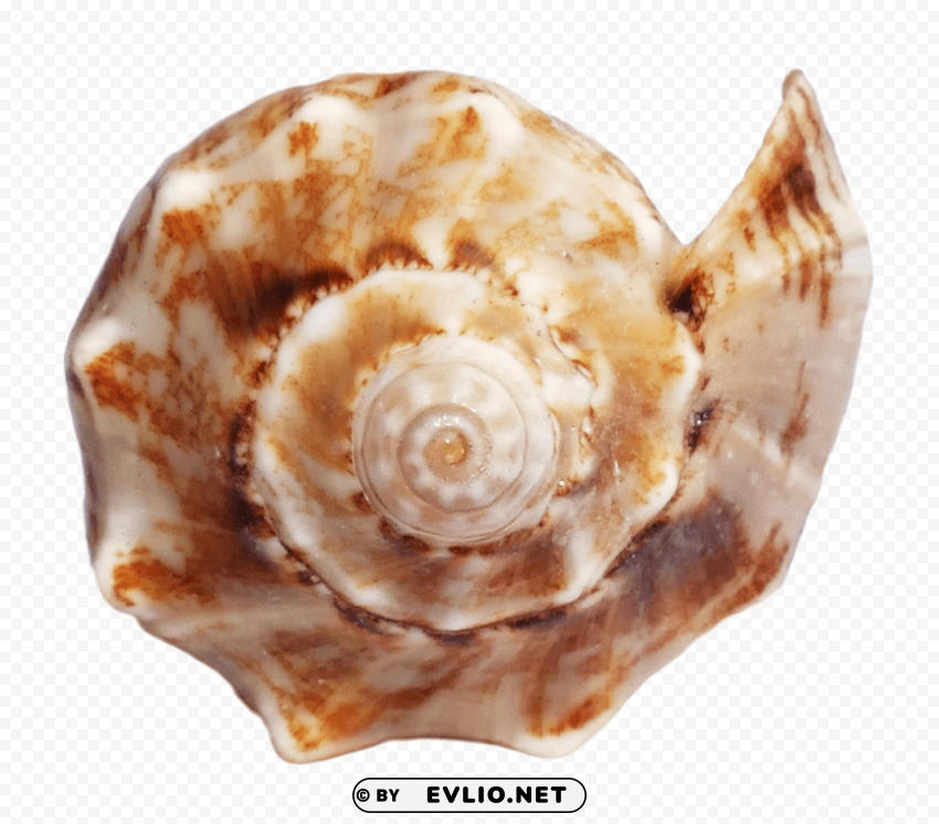 Ocean Sea Shell Transparent PNG Isolated Graphic Detail