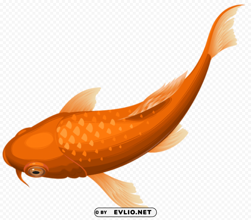 orange koi fish transparent PNG with clear background extensive compilation