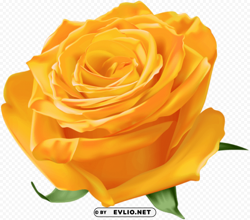 orange rose Transparent Background PNG Isolated Graphic