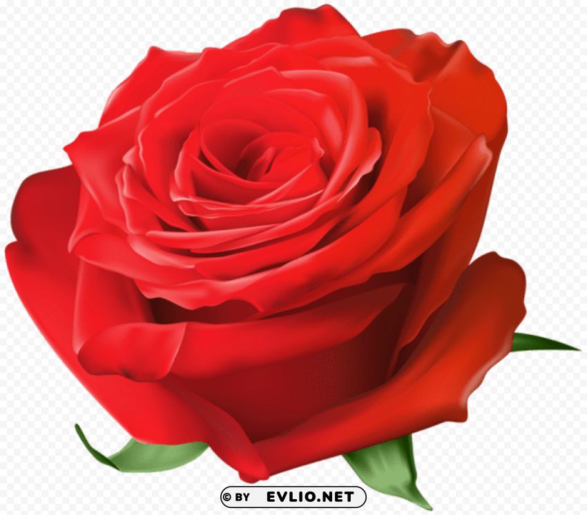 Red Rose Transparent Background PNG Isolated Art
