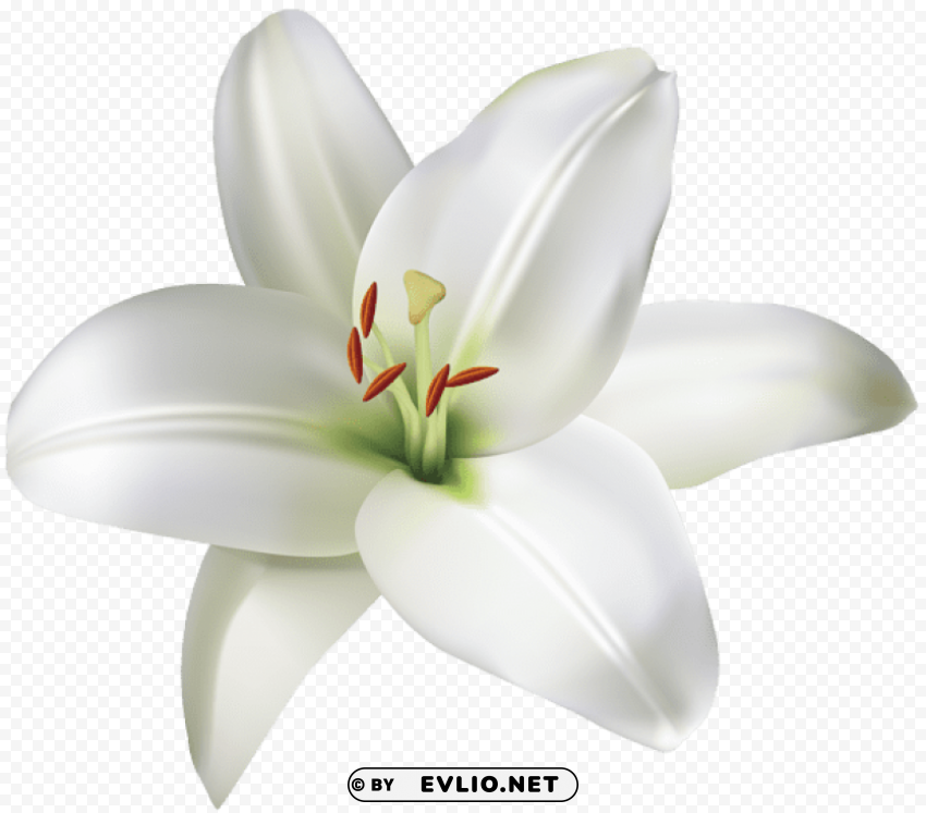 lily flower Transparent graphics