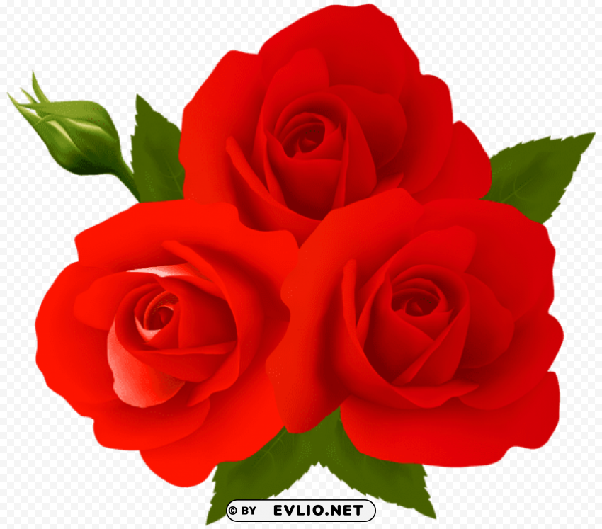 roses PNG with clear overlay