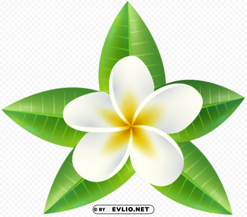 tropical flower Transparent PNG vectors