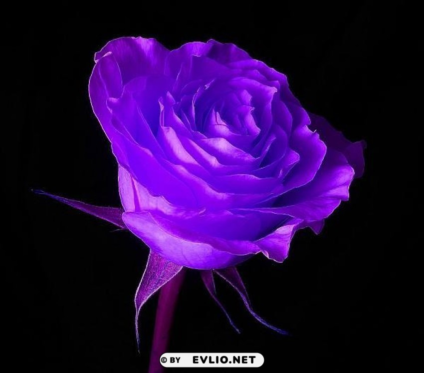 Wallpaper Purple Rose Isolated Character With Transparent Background PNG