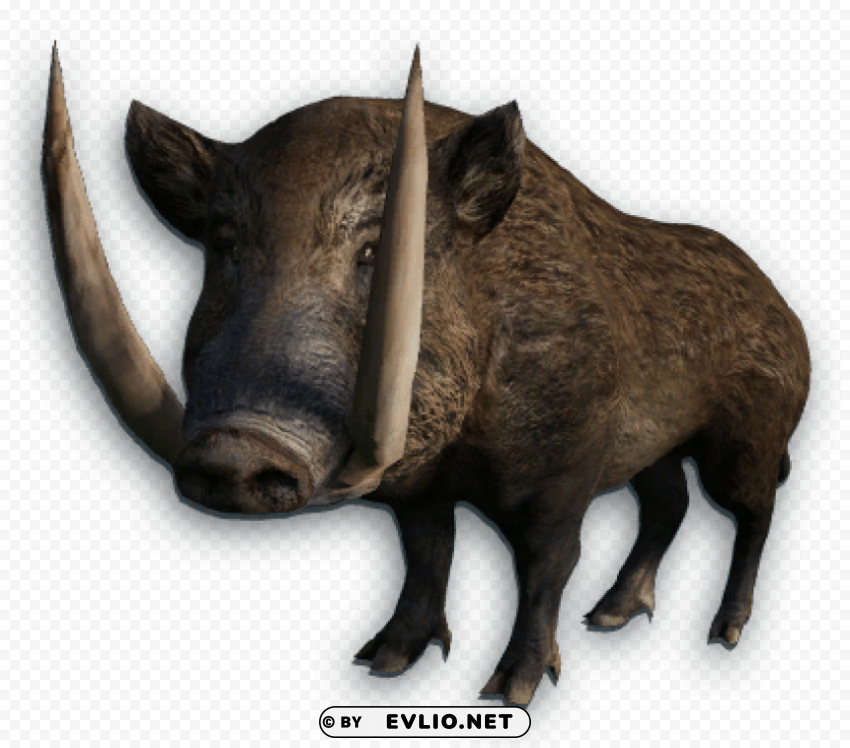 boar Isolated Graphic on Clear Background PNG